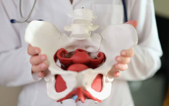 The hip surgeon's hands hold a pelvic model.